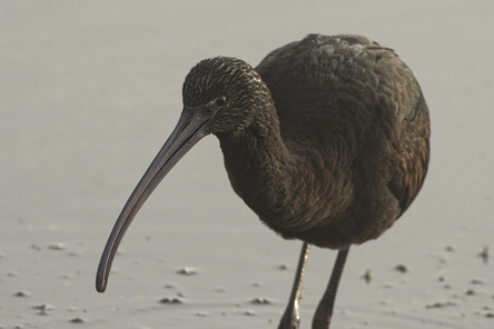 Thumbnail of Glossy Ibis